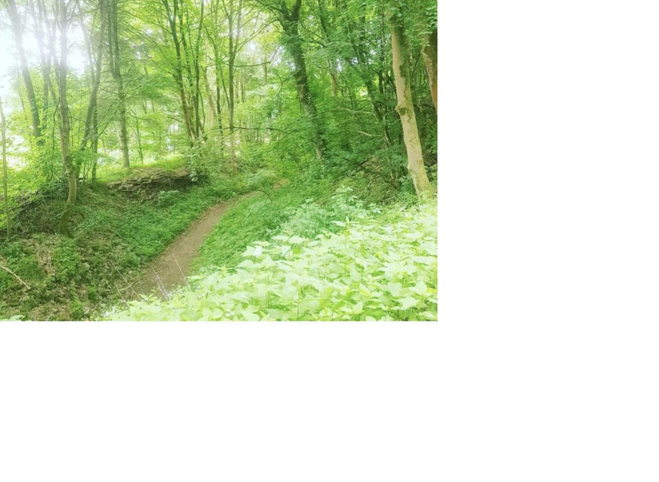 Natur Pur Frielendorf Exteriér fotografie
